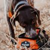 愛犬の水分補給時にピッタリなアイテム ♪